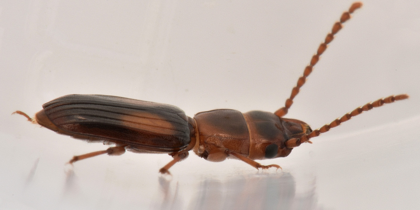 Laemophloeidae:  Laemophloeus monilis? S.